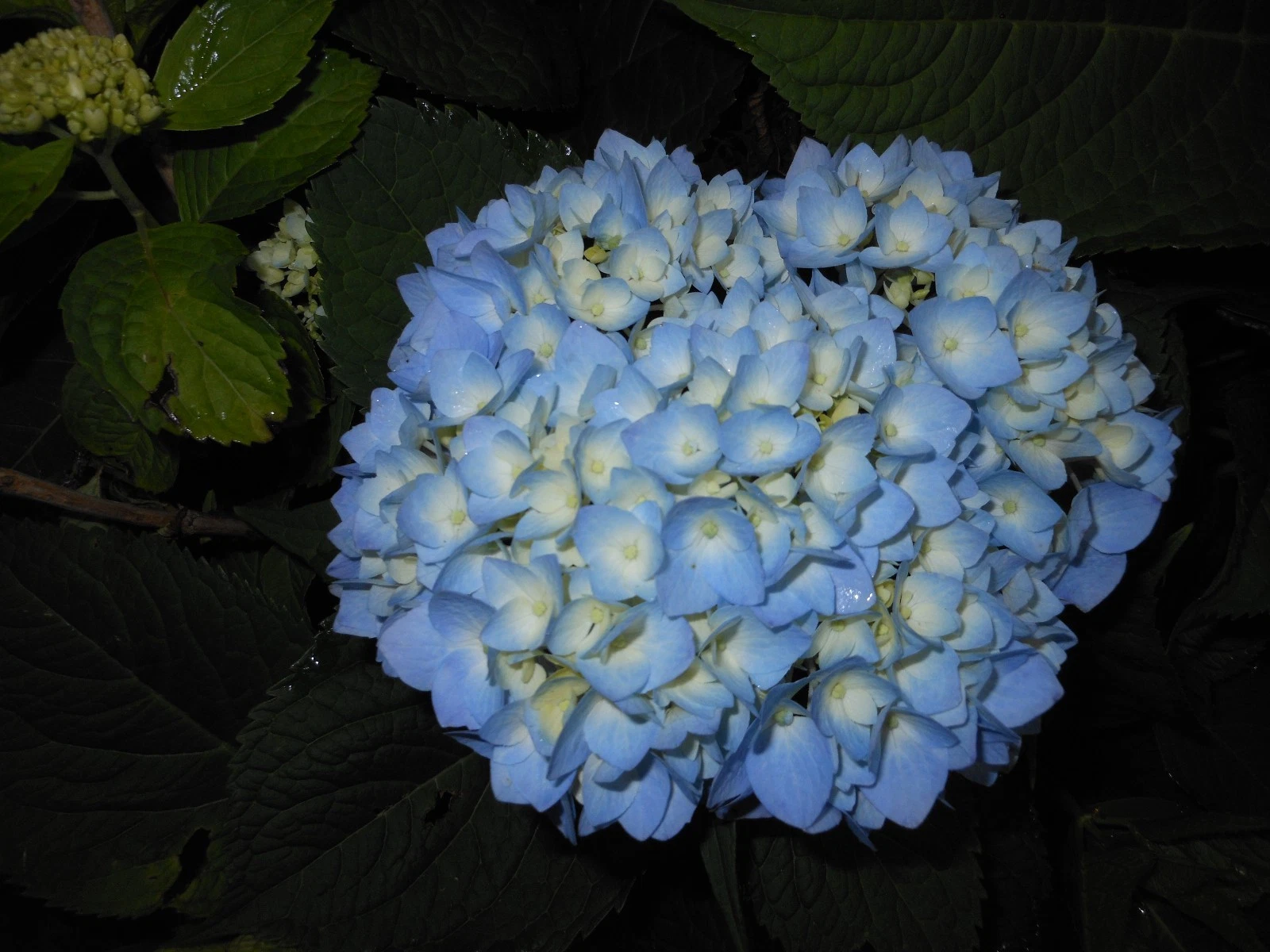 2 Nikko Blue Hydrangea plants image 8