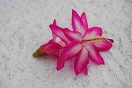 Pink Chocolate Christmas Cactus Starter Plant Schlumbergera Truncata - £24.31 GBP