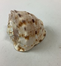 Bullmouth Helmet Natural Conch Seashell Ocean Nautical Decor - 4” - $24.74
