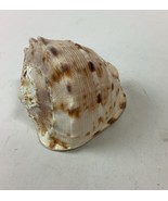 Bullmouth Helmet Natural Conch Seashell Ocean Nautical Decor - 4” - €21,38 EUR