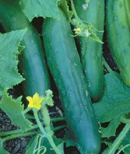 100 Marketmore Cucumber Vegetable Seeds Cucumber Seeds - £11.77 GBP
