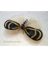 Real Cicada Bythopsyrna Circulata Framed Entomology Museum Quality Shado... - €45,87 EUR Real Cicada Bythopsyrna Circulata Framed Entomology Museum Quality Shado... - €45,87 EUR