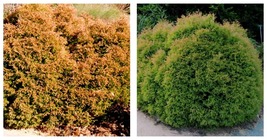 Thuja Occidentalis &#39;fire Chief&#39; - Arborvitae - Starter Plant - Approx 7-10 Inch - £31.26 GBP