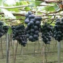 50 Kyoho Grapes Seeds 50 Seeds Fruit Tree Seeds #0818 Fresh Gardening US... - $12.90