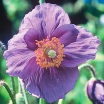 10 Pcs Violet Himalayan Flower Seeds #MNSB - £11.79 GBP