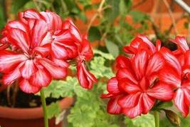 Geranium Rose Red Double Petals with White Stripes Perennial Flowers, 10 Seeds - £9.56 GBP