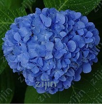 Hydrangea Seeds Blue - $8.49