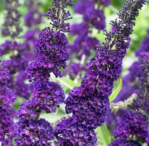 Buddleja Davidii 7 PURPLE BUTTERFLY BUSH 6” Live Flower Plant Unrooted C... - $27.00