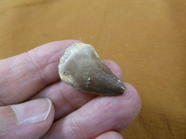 (DF233-149) 1&quot; Fossil MOSASAURUS Dinosaur tooth Mosasaur dino dig fossil teeth - £12.48 GBP