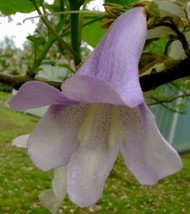 Paulownia Tomentosa Foxglove Empress Tree Kiri 100 Seeds USA Seller Garden Fresh - £17.98 GBP