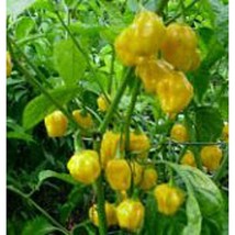 Habanero Hot Peppers Royal Gold Seeds Gardening Easy Grow USA SHIPPING - £4.30 GBP