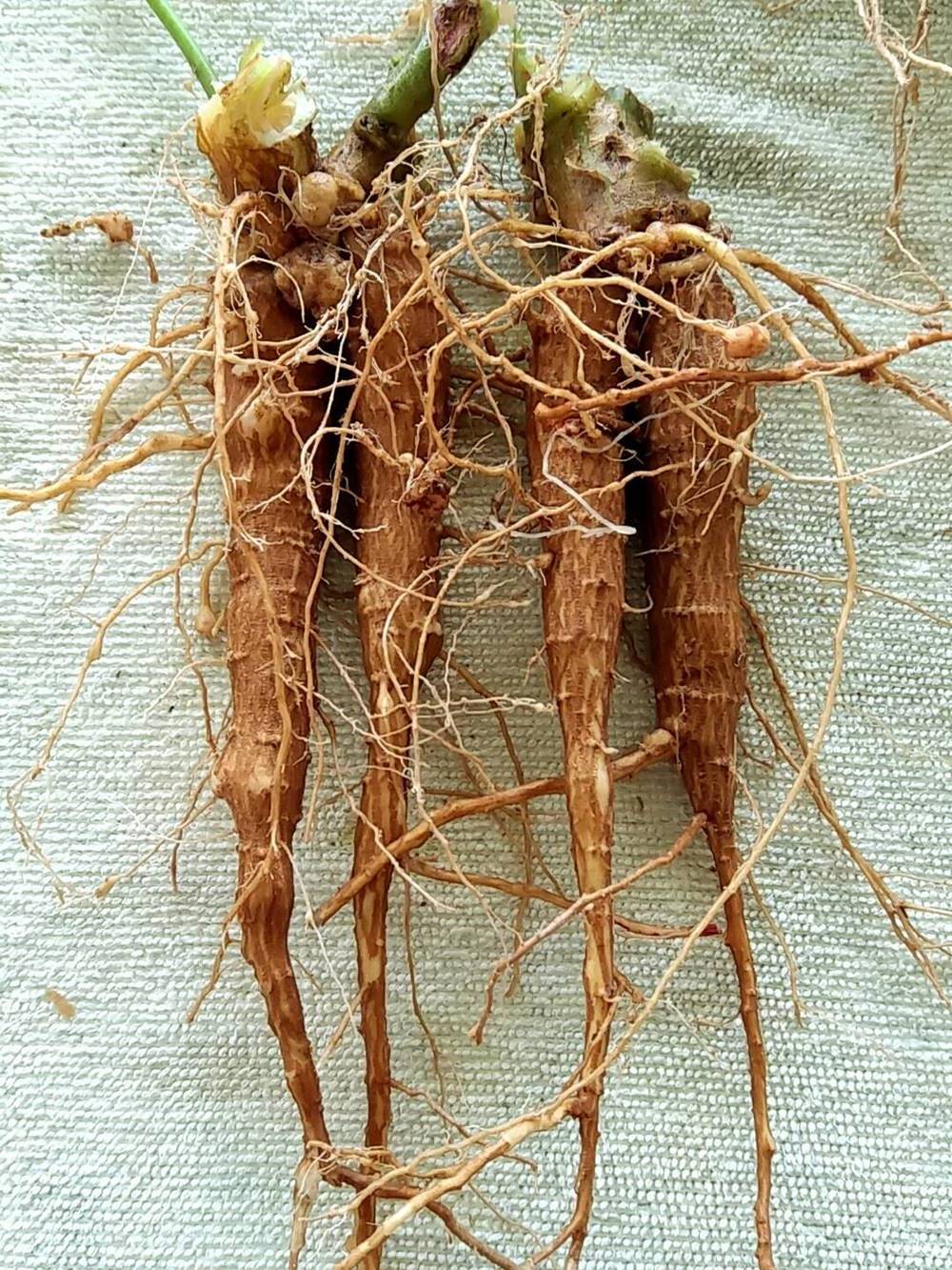 ginseng Jewels of Opar Talinum paniculatum 2 Fresh root for growing ThailandMrk - $5.00