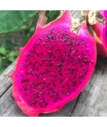 PSA 500 Red Dragon Pitaya Pitahaya Hylocereus Undatus Cactus Grow Fast G... - €41,76 EUR PSA 500 Red Dragon Pitaya Pitahaya Hylocereus Undatus Cactus Grow Fast G... - €41,76 EUR