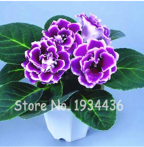 24 Color Gloxinia 200 Pcs Perennial Sinningia Gloxinia Pot Flower Seeds - $8.46 CAD