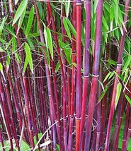 50 Siergras Bamboo Seeds Privacy Garden Clumping Seed Flower - £13.74 GBP