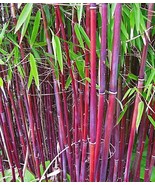 50 Siergras Bamboo Seeds Privacy Garden Clumping Seed Flower - $13.98