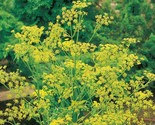 300 Bouquet Dill Seeds Non - Gmo Fast Shipping - $8.99