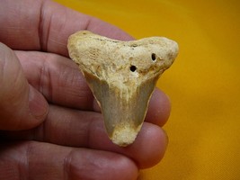 (sp200-33) 2-1/8&quot; Fossil Shark Tooth teeth MEGALODON partial fragment sh... - $242.13 MXN