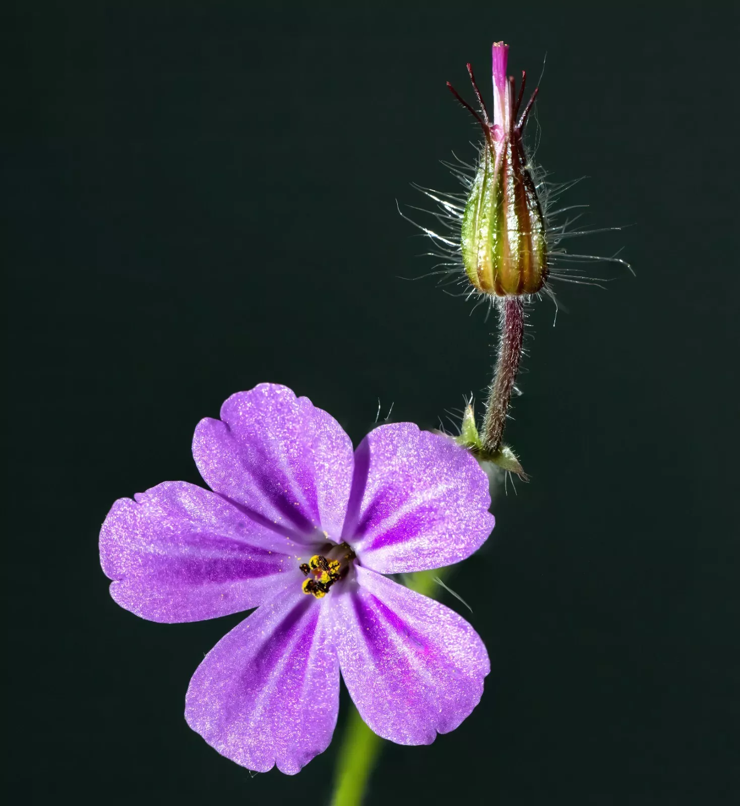 Herb Robert Plant - (Geranium robertianum) - Useful Herb/Pretty Flowers - $25.00
