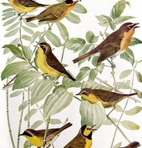 Warbler Varieties #6 1936 Bird Lithograph Color Plate Print DWU12C - £19.97 GBP