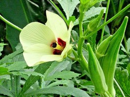 40 Okra Seeds Abelmoschus Esculentus Fresh USA Fast Shipping - $7.40