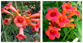 Mme Galen Campsis Trumpet Creeper Starter Plant - Approx 4-6 Inch - £38.99 GBP