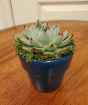 Succulent in Teal Blue Planter, 3" Live Plant Echeveria Parva in Terracotta Pot image 5