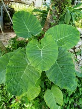Colocasia esculenta Elephant ear 1 Fresh root for growing ThailandMrk - $5.00