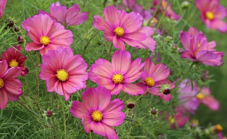 RD 200+ Xsenia Cosmos Seeds for Garden Planting  - $5.15