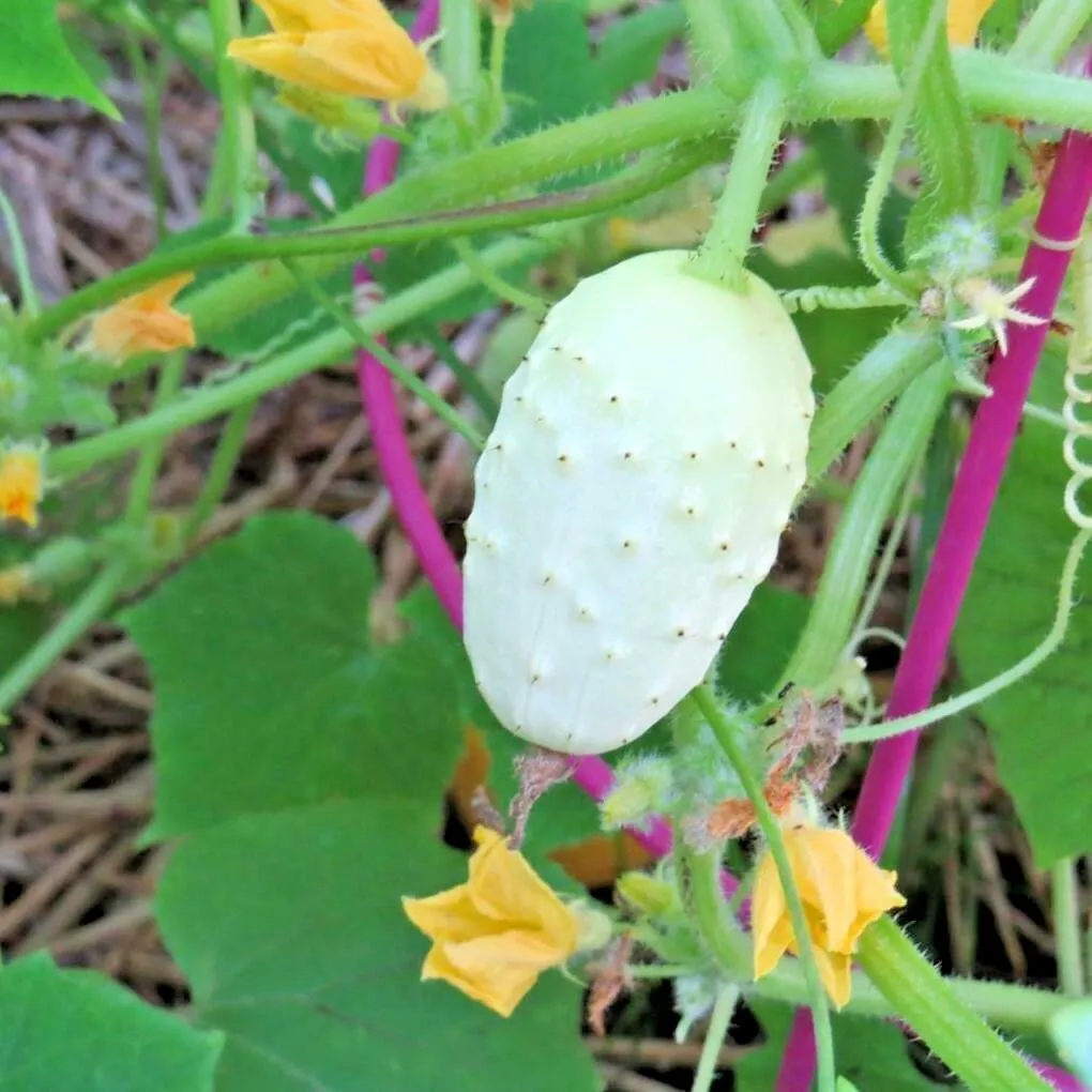 31 Miniature Sweet White Bush Cucumber Seed Container Vegetable - $7.82