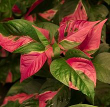 Hot Pink Splashes on Deep Green Foliage PARTY TIME Alternanthera Starter Plant  - $58.99