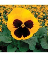 USA Seller Pansy Seeds 500 Pansy Delta Gold With Blotch - $68.58