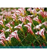 2Seeds True Oxalis Flower Bulbs Oxalis Versicolor Candy Cane Sorrel Flow... - €11,85 EUR