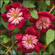 25 Double Red Clematis Seeds Large Bloom Climbing Perennial Garden Flower - £13.21 GBP
