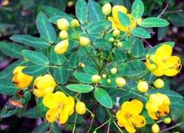 Cassia Tora Sickle Senna Yellow Flowers Seeds Garden USA SELLER - £13.61 GBP