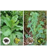 Wild Lettuce (Lactuca virosa) & Prickly Lettuce (L. serriola) Buyer Gets Both - $5.89 - $26.68