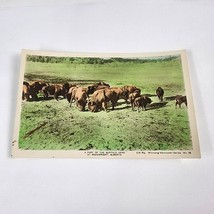 Postcard Part Of The Wainwright Alberta Canada Buffalo Herd RPPC Damaged - £3.11 GBP