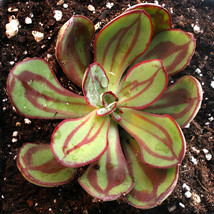 New Fresh Seeds 20 Painted Echeveria Seeds Echeveria Nodulosa - £7.57 GBP