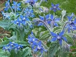 100 Seeds Blue Star Borage  Borago Officinalis Flower  - $9.68
