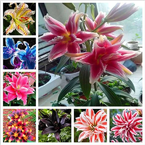 100 Seeds Hosta Coleus Plant Colorful Flower Bonsai DIY Festival For Home Garden - £7.60 GBP