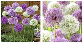 Giant Allium Plant Seeds - Mixed Light Purple and White Colors 300 Seeds - £23.62 GBP