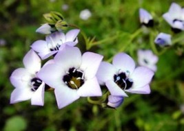 BIRD&#39;S EYES - GILIA TRICOLOR 100 FRESH SEEDS FREE SHIPPING - $2.28