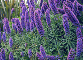 100Seeds Echium Wildpretii Seeds Monocarpic Plant Biennial Garden Fresh USA Stor - $7.24