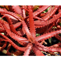 Fresh Seeds 5Pcs Aloe Cameronii Red Aloe Vera Succulents Garden Plants Seeds - £16.77 GBP