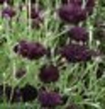 400 Seeds Cornflower / Bachelor Button BLACK BALL Purple Cut Flowers USA Non-GMO - £8.79 GBP