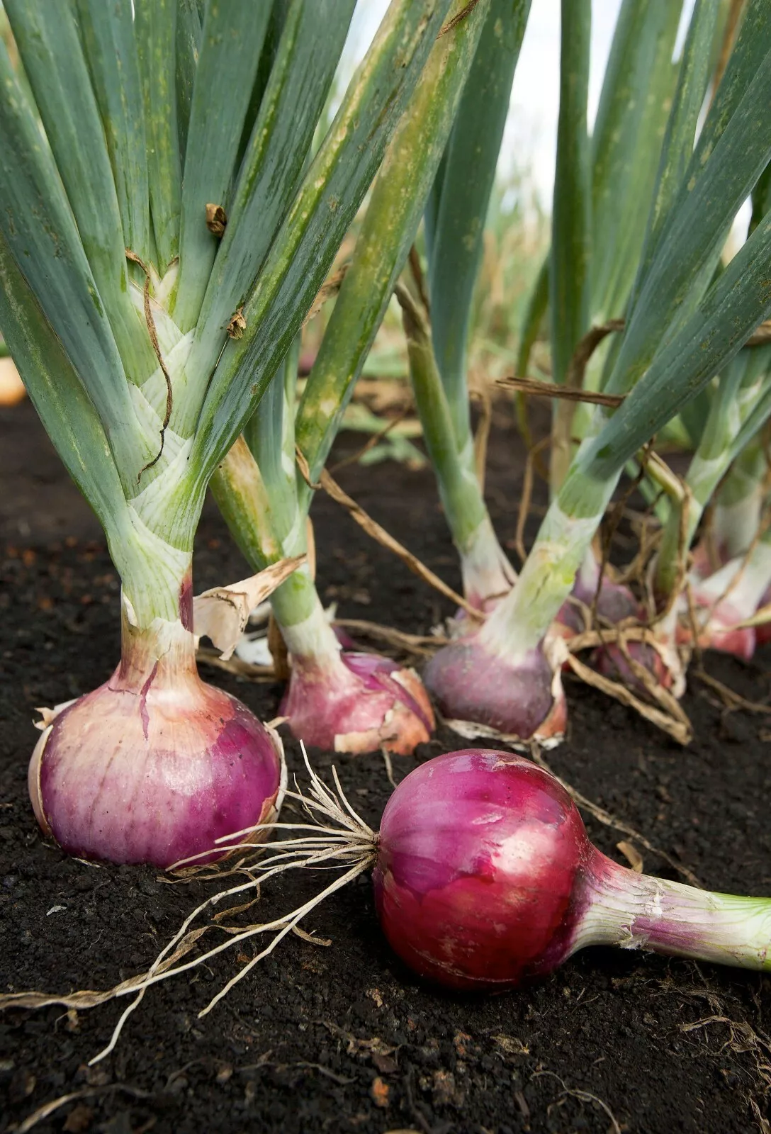 AW 250 Seeds Scarlet Bandit Onion Bunching Onion Non Gmo Herb Easy To Grow - $9.30