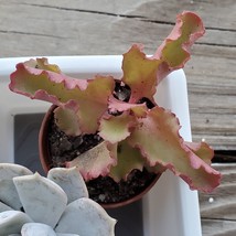 Kalanchoe Succulent, Krinkle Red Kalanchoe, Kalanchoe Blossfeldiana, 2 inch