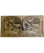 Antique Stereoscope Stereoscopic Card Melander &amp; Bro. Chicago #112 Goat ... - $18.86