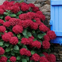 50 grains Red Hydrangea Flower Hydrangea macrophylla Garden Flower - $2.77