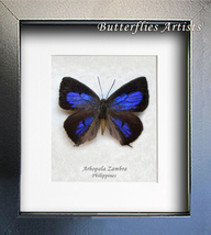 Oak Blues Arhopala Zambra RARE Real Butterfly Entomology Museum Quality Display - £47.15 GBP